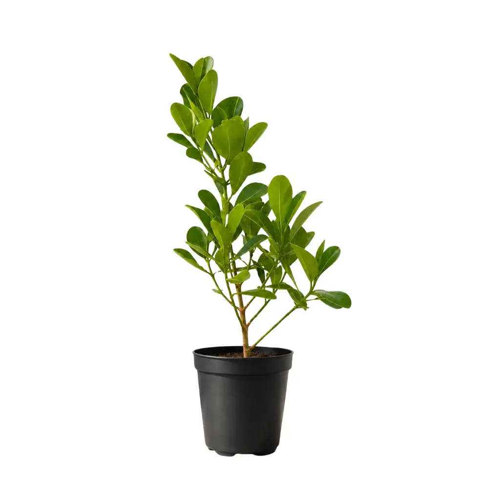 CLUSIA ROSEA INDOOR ORNAMENTAL FOLIAGE PLANT