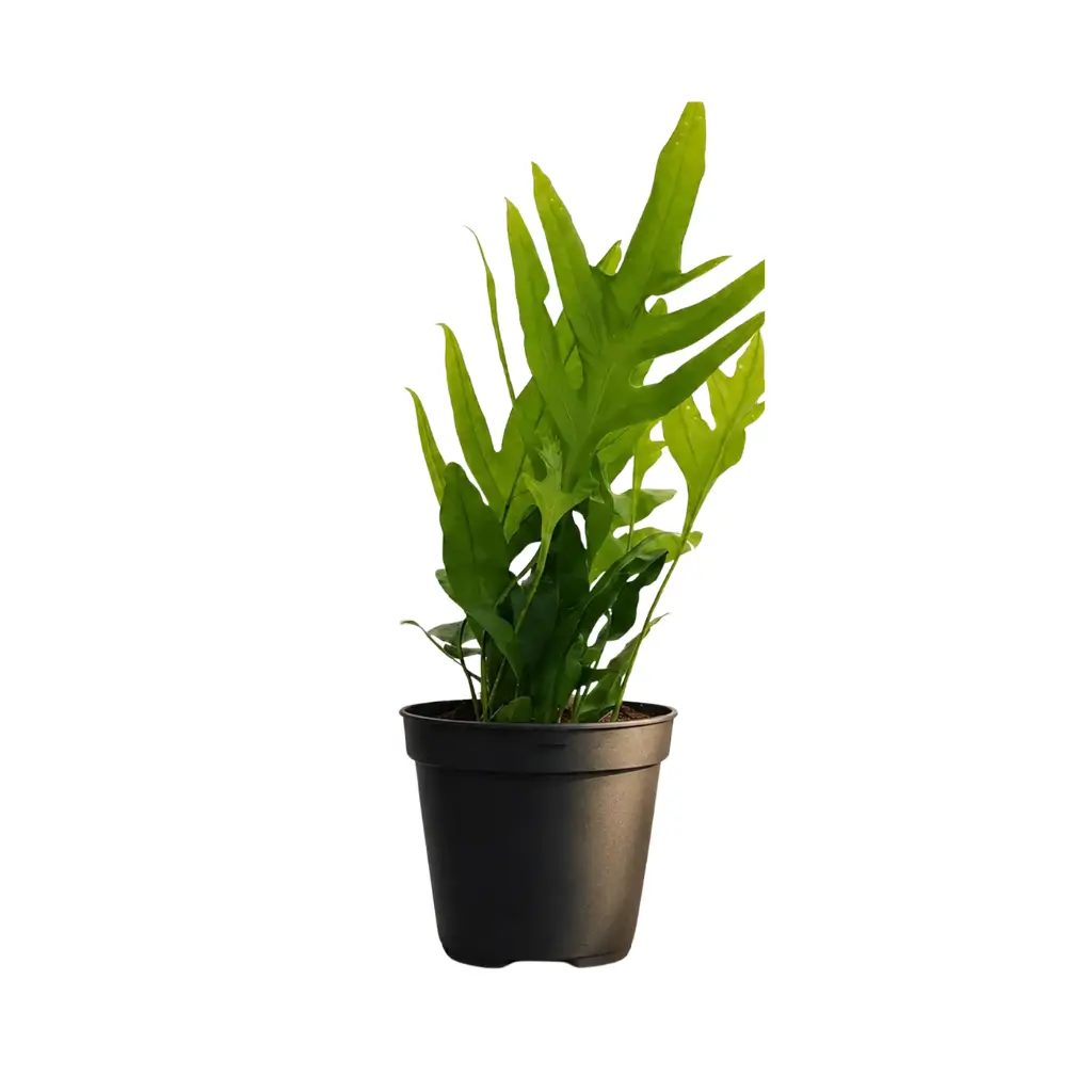 GREENX BLUE STAR FERN (KANGAROO FERN)