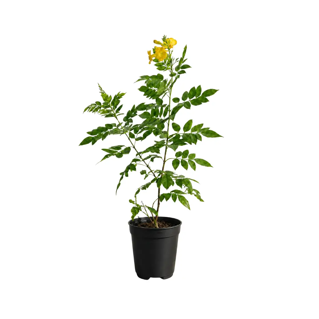 GREENX TECOMA STANS YELLOW