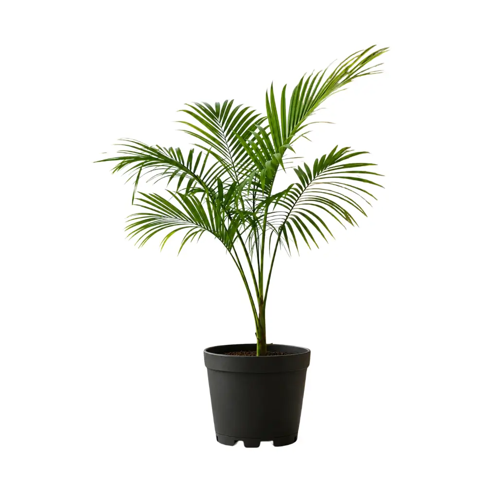 GREENX SAYAGRA PALM