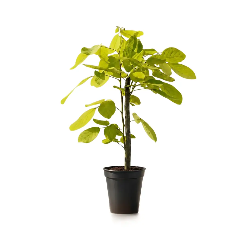 GREENX DESMODIUM GOLD