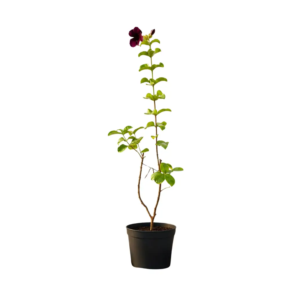 GREENX ALLAMANDA PURPLE