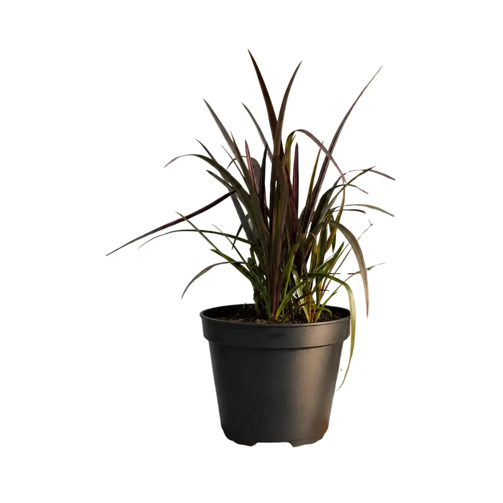 GREENX PHORMIUM BLACK