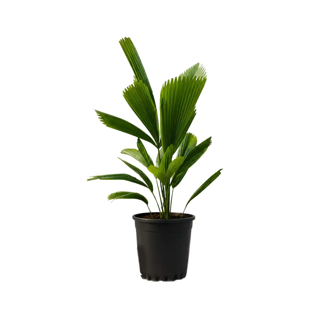 GREENX RUFFLED FAN PALM