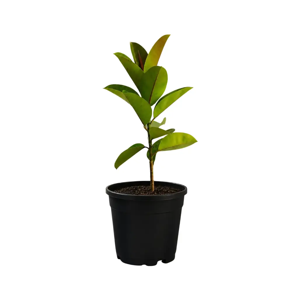 GREENX RUBBER PLANT (FICUS ELASTICA)