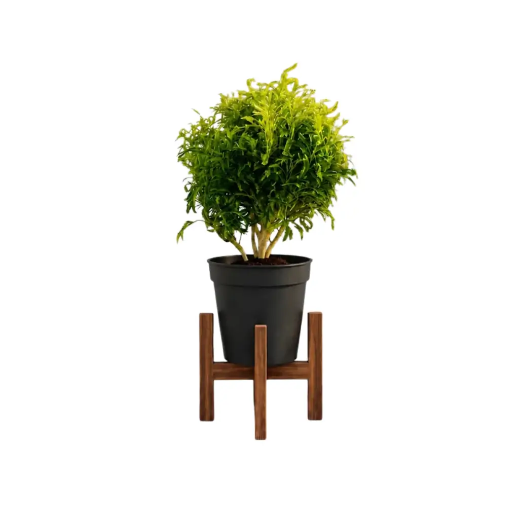 GREENX BALL ARALIA