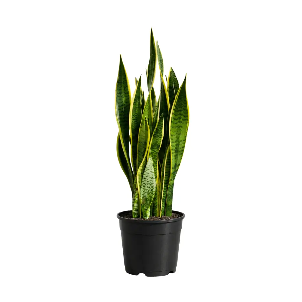 GREENX SANSEVIERIA LAURENTII YELLOW (SNAKE PLANT)