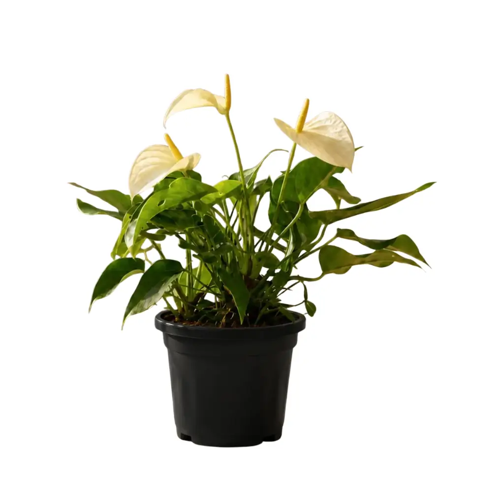 GREENX ANTHURIUM WHITE FLAMINGO