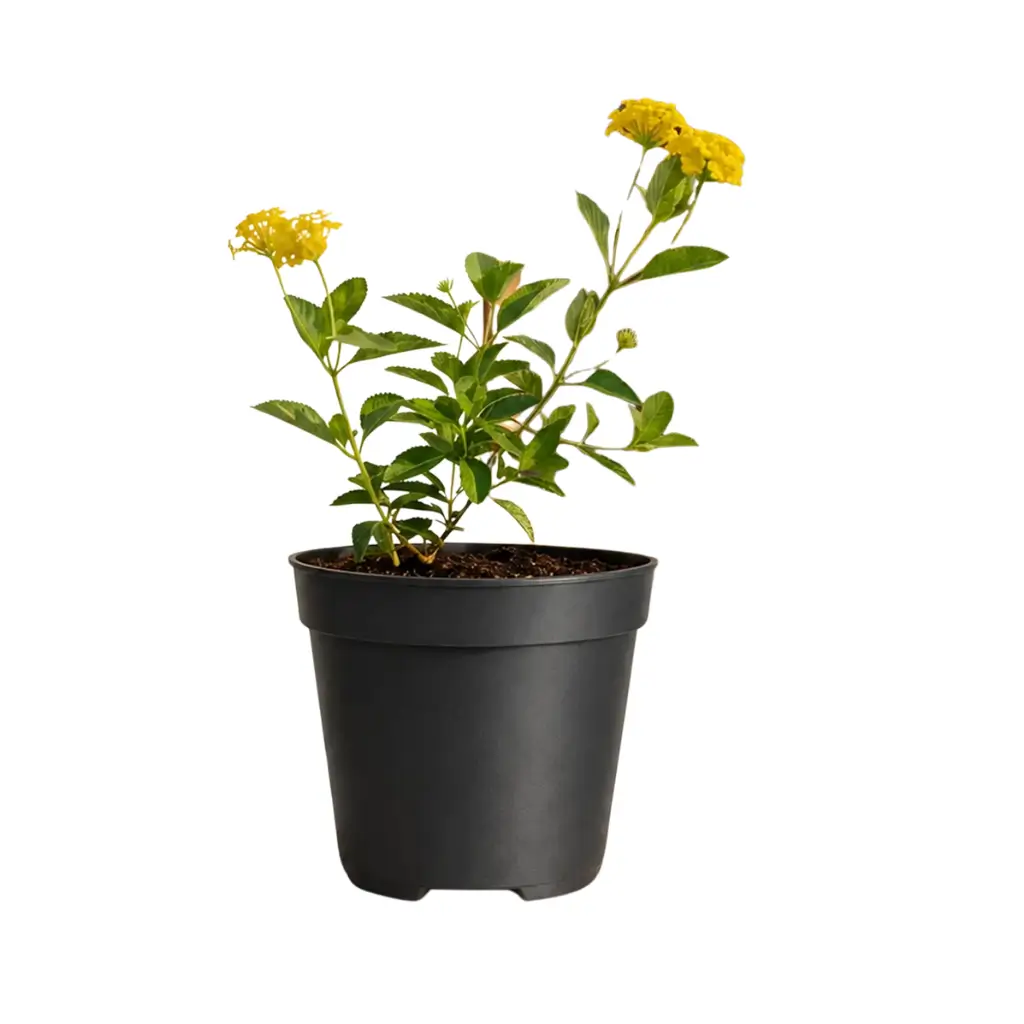 GREENX LANTANA YELLOW