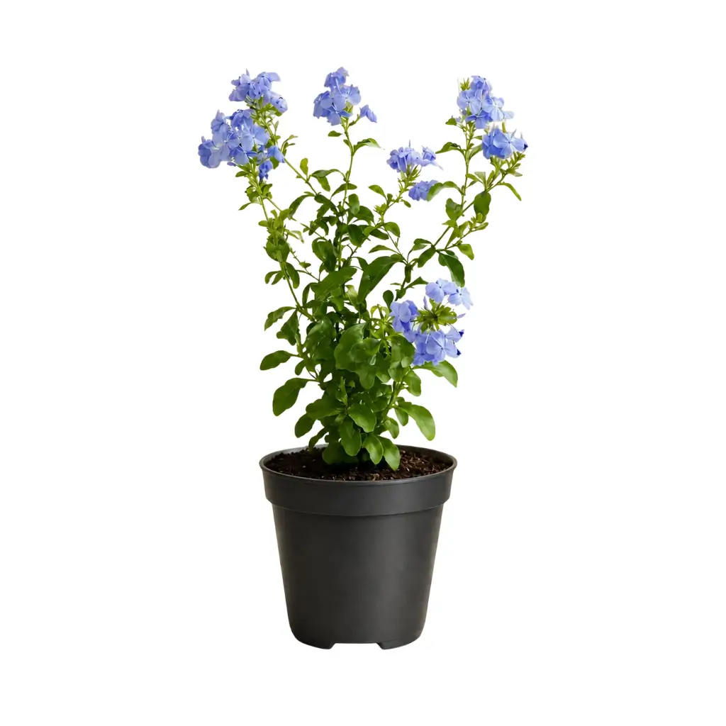 GREENX PLUMBAGO BLUE