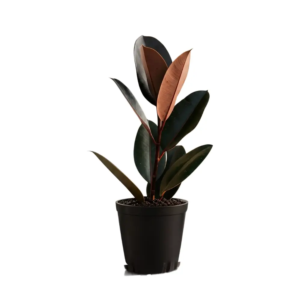 GREENX RUBBER FICUS BLACK