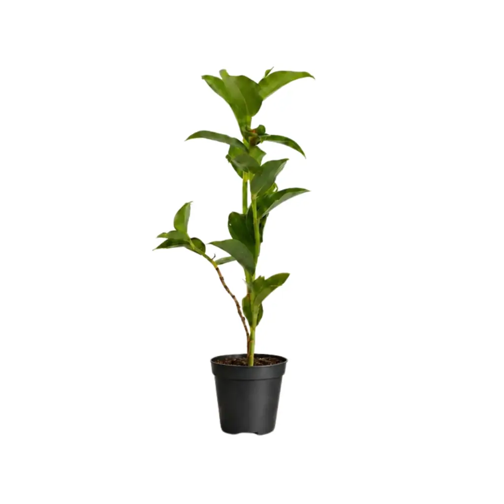 GREENX COSTUS