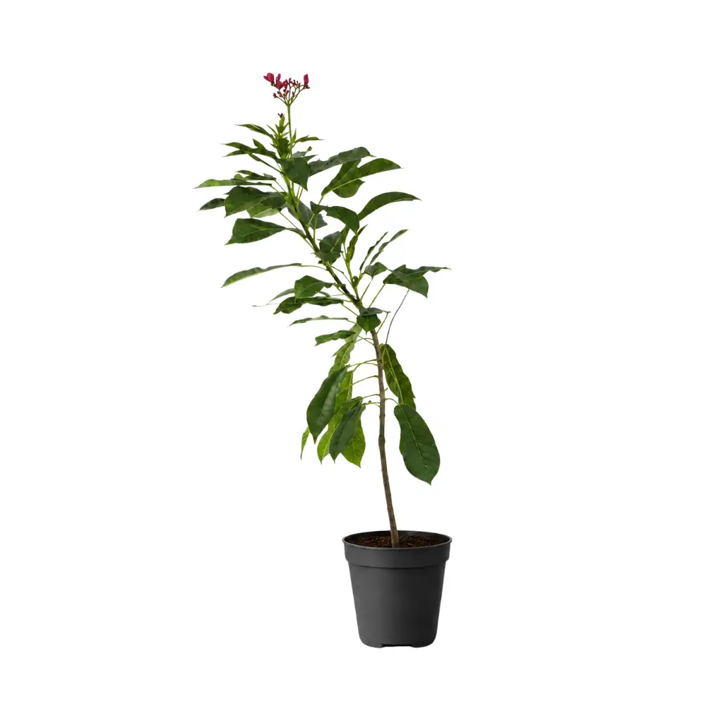 GREENX JATROPHA