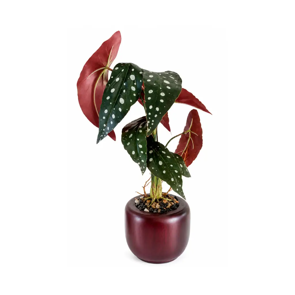 CRAFT TARA HANDCRAFTED MAHOGANY WOOD PLANTER WITH ARTIFICIAL POLKA DOT BEGONIA MACULATA PLANT