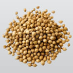 CORRIANDER-SEEDS 1